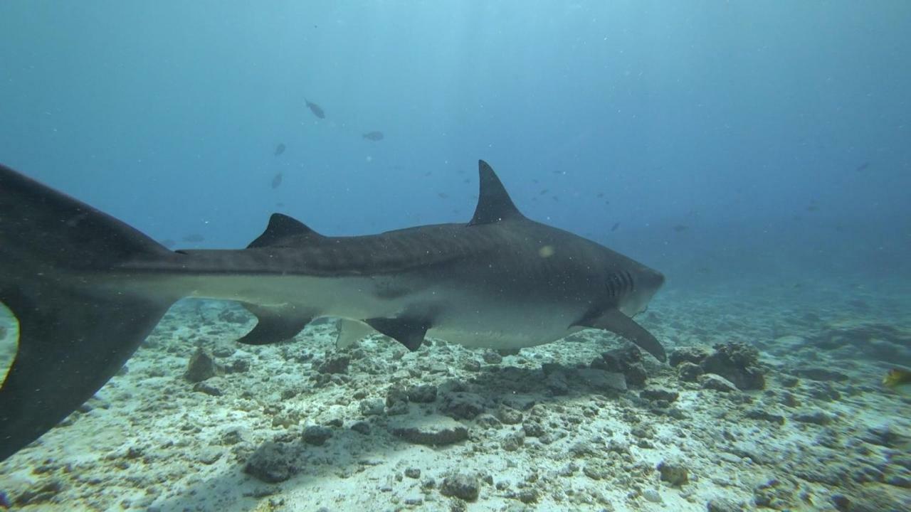 Equatorial Divers Lodge Atoll Addu Extérieur photo