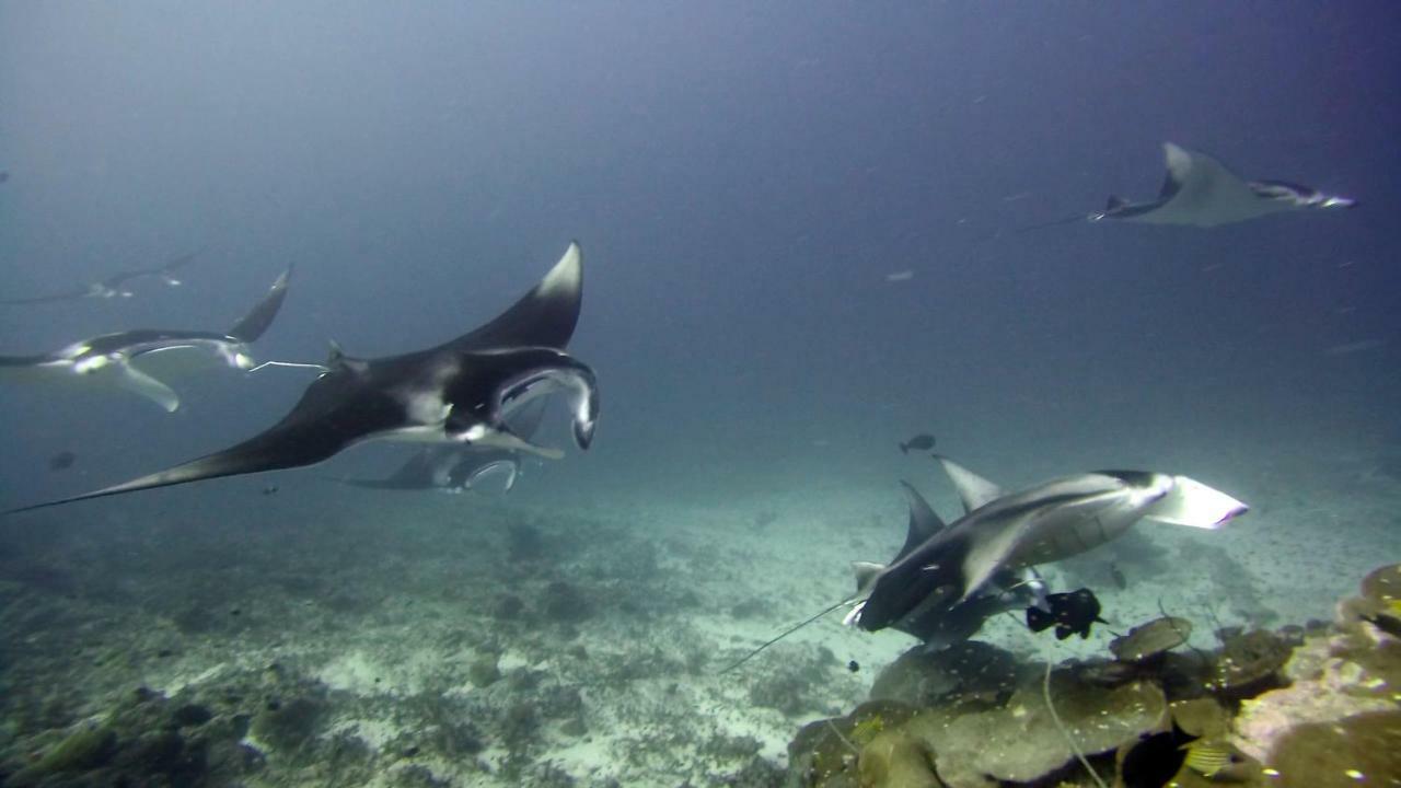 Equatorial Divers Lodge Atoll Addu Extérieur photo