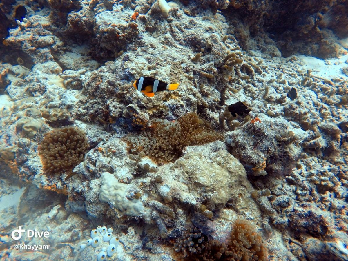 Equatorial Divers Lodge Atoll Addu Extérieur photo